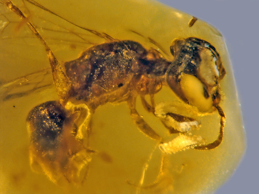 Discoscapa apicula; the bee is carrying four beetle triungulins. Image credit: George Poinar Jr. / College of Science, Oregon State University.
