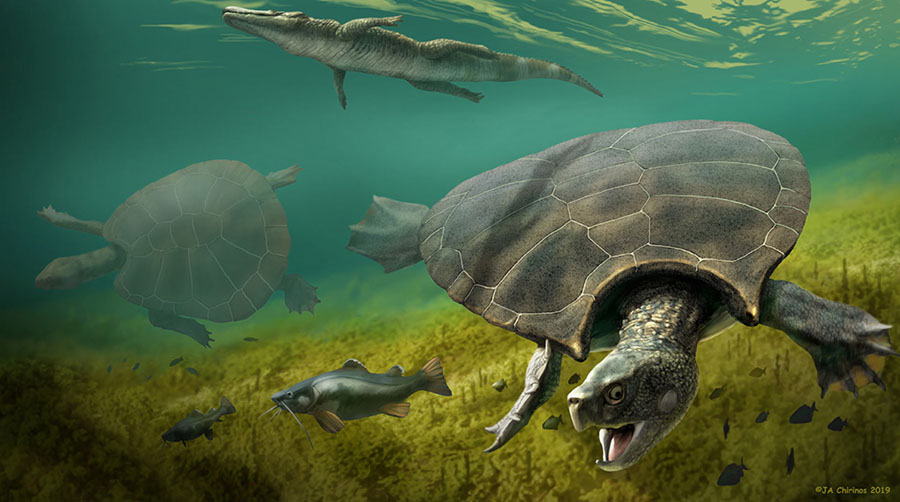 Reconstruction of Stupendemys geographicus male (front) and female (middle-left), together with the giant caimanine Purussaurus mirandai and the large catfish Phractocephalus nassi. Image credit: Jaime Chirinos.