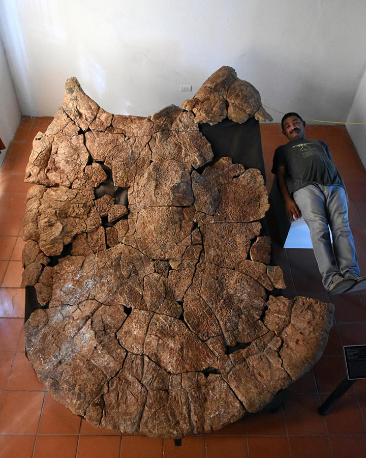 Paleontologist Rodolfo Sánchez and an 8-million-year-old carapace of male Stupendemys geographicus from Urumaco, Venezuela. Image credit: Edwin Cadena.