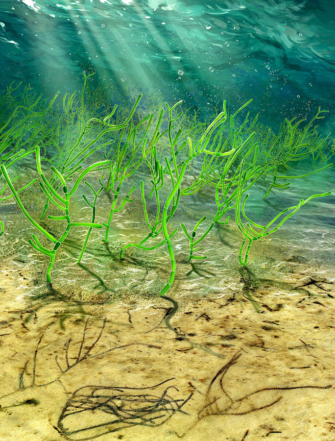 In the background of this digital recreation, ancient green seaweed Proterocladus antiquus is seen living in the ocean one billion years ago. In the foreground is the same seaweed in the process of being fossilized far later. Image credit: Dinghua Yang.