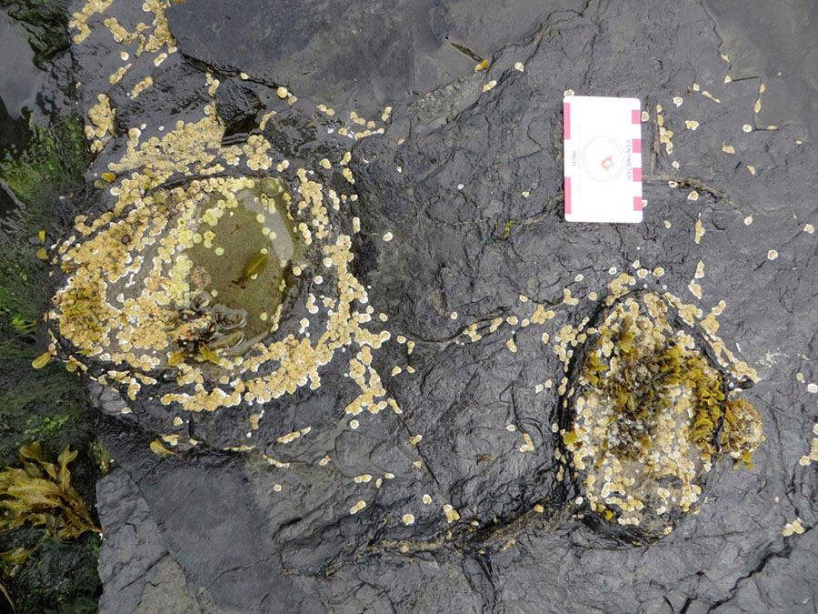 Fossil tracks left by a stegosaur on the Isle of Skye, Scotland. Image credit: Steve Brusatte.