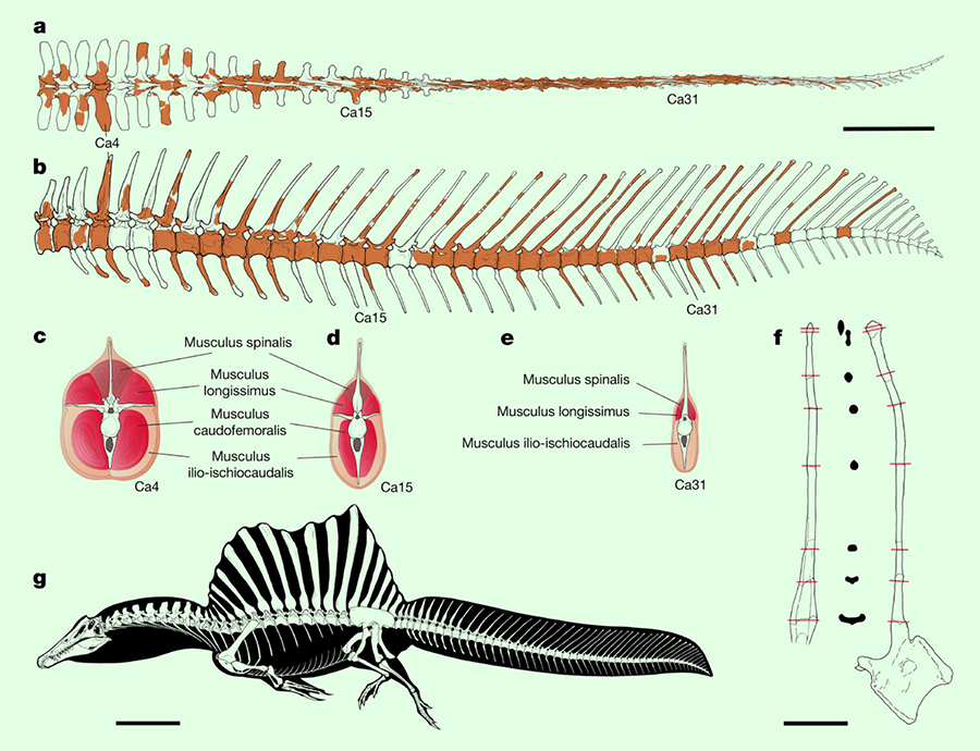 Reconstructed skeleton and tail of Spinosaurus aegyptiacus. Scale bars – 50 cm (a-e), 10 cm (f), 1 m (g). Image credit: Ibrahim et al, doi: 10.1038/s41586-020-2190-3.