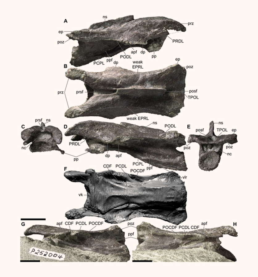 The 110-million-year-old neck vertebra of the Australian elaphrosaur. Scale bars – 10 mm.Image credit: Stephen Poropat, Museums Victoria.