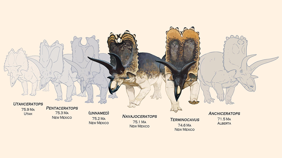 Navajoceratops sullivani and Terminocavus sealeyi. Image credit: Ville Sinkkonen & Denver Fowler.