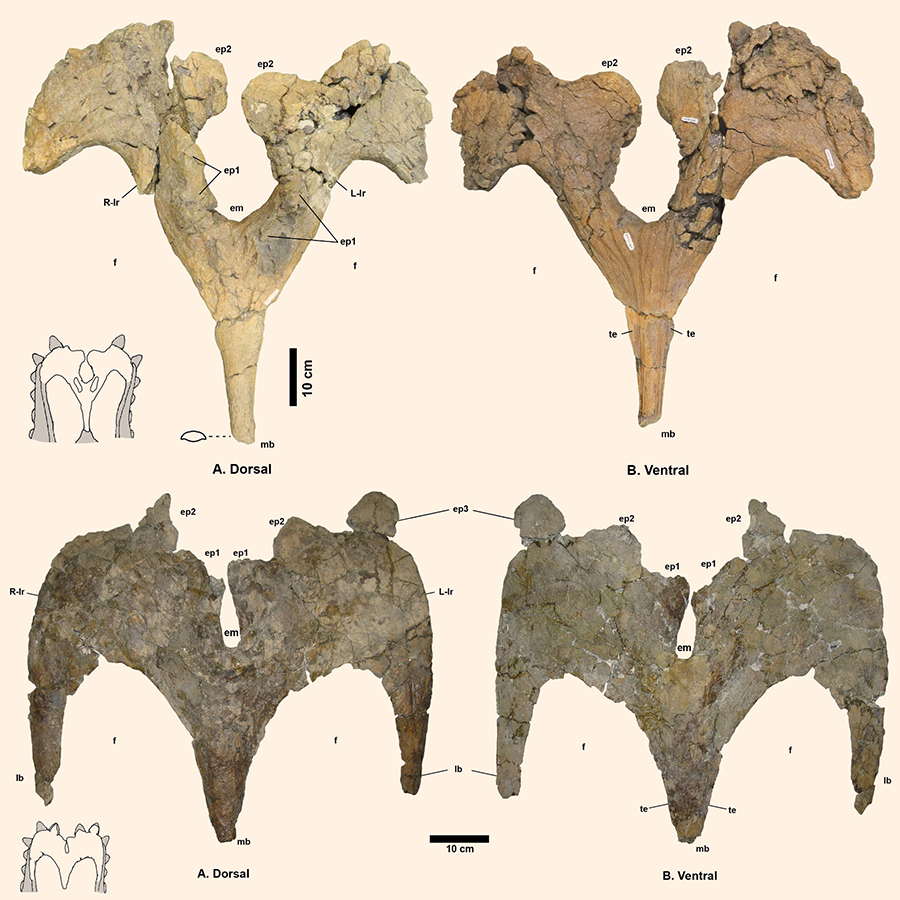 The parietal frills of Navajoceratops sullivani (top) and Terminocavus sealeyi (bottom). Image credit: Fowler & Freedman Fowler, doi: 10.7717/peerj.9251.