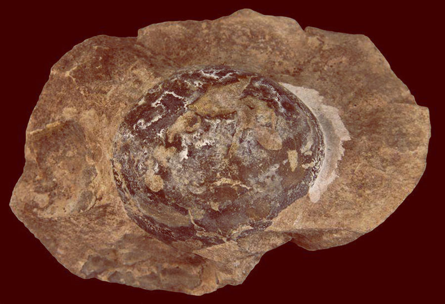 The fossilized egg of Mussaurus. Image credit: Diego Pol.