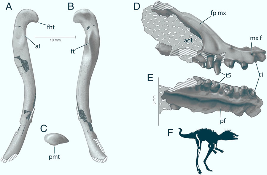 Anatomy of the femur and maxilla of Kongonaphon kely: (A) right femur in anterolateral, (B) posteromedial, and (C) proximal views; (D) right maxilla in right lateral and (E) palatal views; (F) preserved elements in the holotype, presented in a silhouette of Kongonaphon kely. Abbreviations: aof – antorbital fenestra, at – anterior trochanter, fht – tip of femoral head, fp mx – facial process of maxilla, ft – fourth trochanter, mx f – maxillary foramen, pf – palatine fossa, pmt – posterior medial tubercle, t – maxillary tooth. Image credit: Frank Ippolito / American Museum of Natural History.