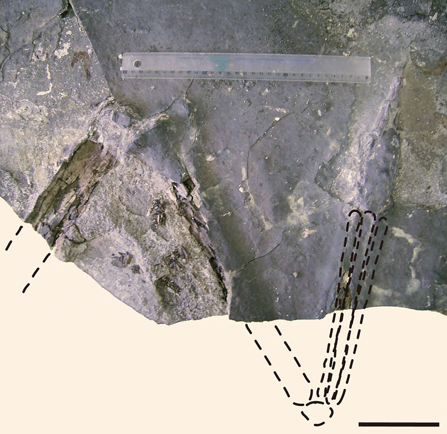 The holotype of Aratasaurus museunacionali, showing the femur and tibia before preparation. Scale bar – 10 cm. Image credit: Sayão et al, doi: 10.1038/s41598-020-67822-9.