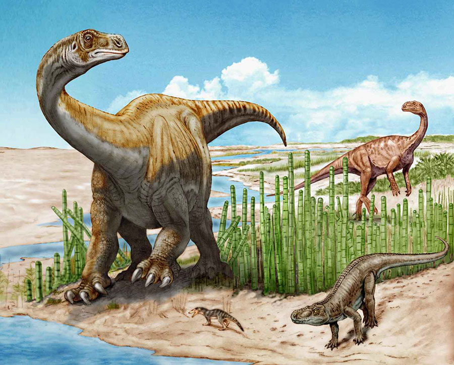 Schleitheimia schutzi (left) and Plateosaurus (right). Image credit: Beat Scheffold.