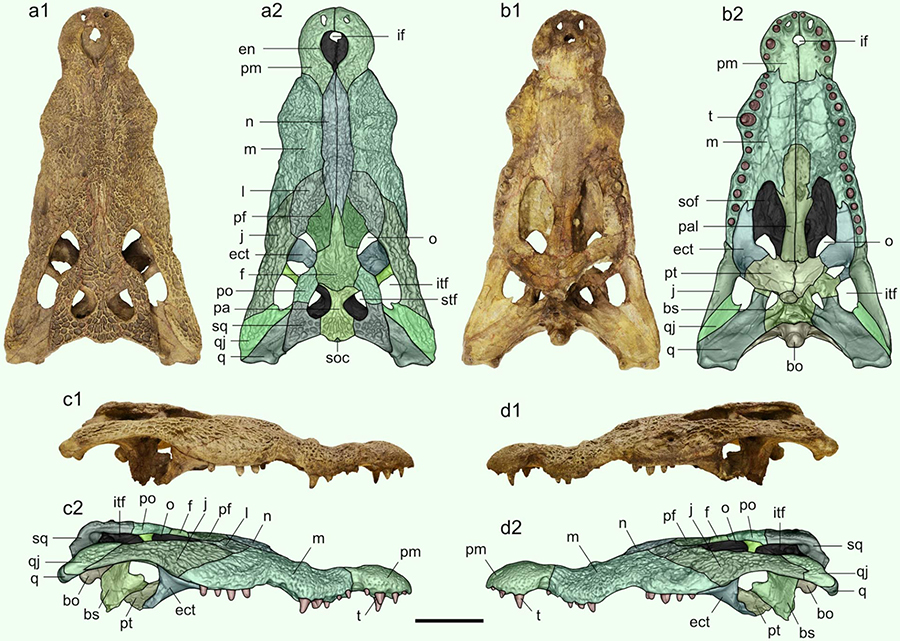 The 7-million-year-old skull of Crocodylus checchiai from As Sahabi, Libya, in dorsal (a1, a2), ventral (b1, b2), right lateral (c1, c2) and left lateral (d1, d2) views. Anatomical abbreviations: bo – basioccipital, bs – basisphenoid, ect – ectopterygoid, en – external naris, f – frontal, if – incisive foramen, itf – infratemporal fenestra, j – jugal, l – lacrimal, m – maxilla, n – nasal, o – orbit, pa – parietal, pal – palatine, pf – prefrontal, pm – premaxilla, po – postorbital, pt – pterygoid, q – quadrate, qj – quadratojugal, soc – supraoccipital, sof – suborbital fenestra, sq – squamosal, stf – supratemporal fenestra, t – tooth. Scale bar – 10 cm. Image credit: Delfino et al, doi: 10.1038/s41598-020-68482-5.