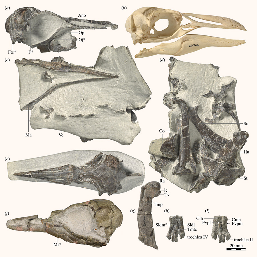 Holotype specimen of Eudyptes atatu: (a) right lateral view of skull and block with (c) mandible and (d) postcranial elements; (b) right lateral view of the Snares crested penguin (Eudyptes robustus) for comparison. Referred material of Eudyptes atatu including (e) dorsal view of skull, (f) left lateral view of skull, (g) right humerus caudal view, and (h) dorsal and (i) plantar views of right tarsometatarsus. Image credit: Jean-Claude Stahl, Museum of New Zealand Te Papa Tongarewa / R. Paul Scofield, Canterbury Museum.