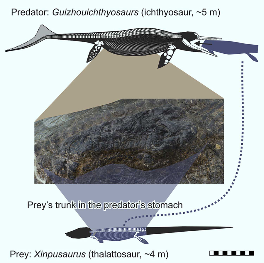 Jiang et al report a fossil that likely represents the oldest evidence for predation on megafauna, i.e., animals equal to or larger than humans, by marine tetrapods — a thalattosaur in the stomach of a Middle Triassic ichthyosaur. Image credit: Jiang et al, doi: 10.1016/j.isci.2020.101347.
