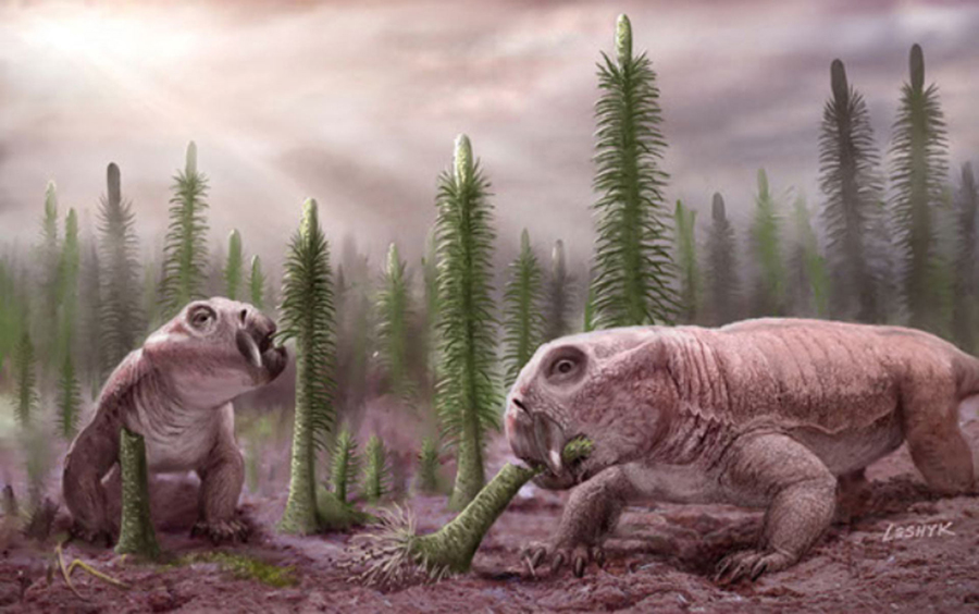 An artist’s impression of Lystrosaurus. Image credit: Victor O. Leshyk, www.victorleshyk.com / University of Birmingham.