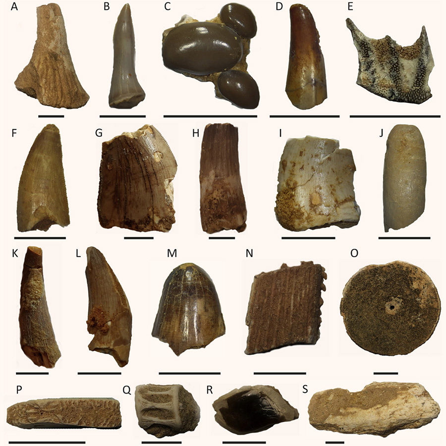 Isolated vertebrate remains from two localities at Tarda, Morocco: (A) rostral denticle of Onchoprisits cf. numidus; (B) lamnid shark; (C) fragment of vomerine dentition from pycnodont; (D) unidentified large fish tooth; (E) lungfish dental plate; (F) tooth of abelisaurid; (G) tooth of indeterminate theropod; (H) tooth of Spinosaurus sp.; (I) tooth of Carcharodotosaurus sp.; (J) tooth of titanosauroid sauropod; (K) tooth of indeterminate ornithocheirid pterosaur; (L) tooth of pholidosaurid crocodile; (M) tooth of Elosuchus sp.; (N) fragment of dorsal fin spine of hybodont shark; (O) vertebra likely attributable to Onchopristis numidus; (P) fragment of indeterminate turtle carapace; (Q) teleost vertebra; (R) holostean scale; (S) indeterminate bone fragment. Scale bars – 10 mm. Image credit: Beevor et al, doi: 10.1016/j.cretres.2020.104627.