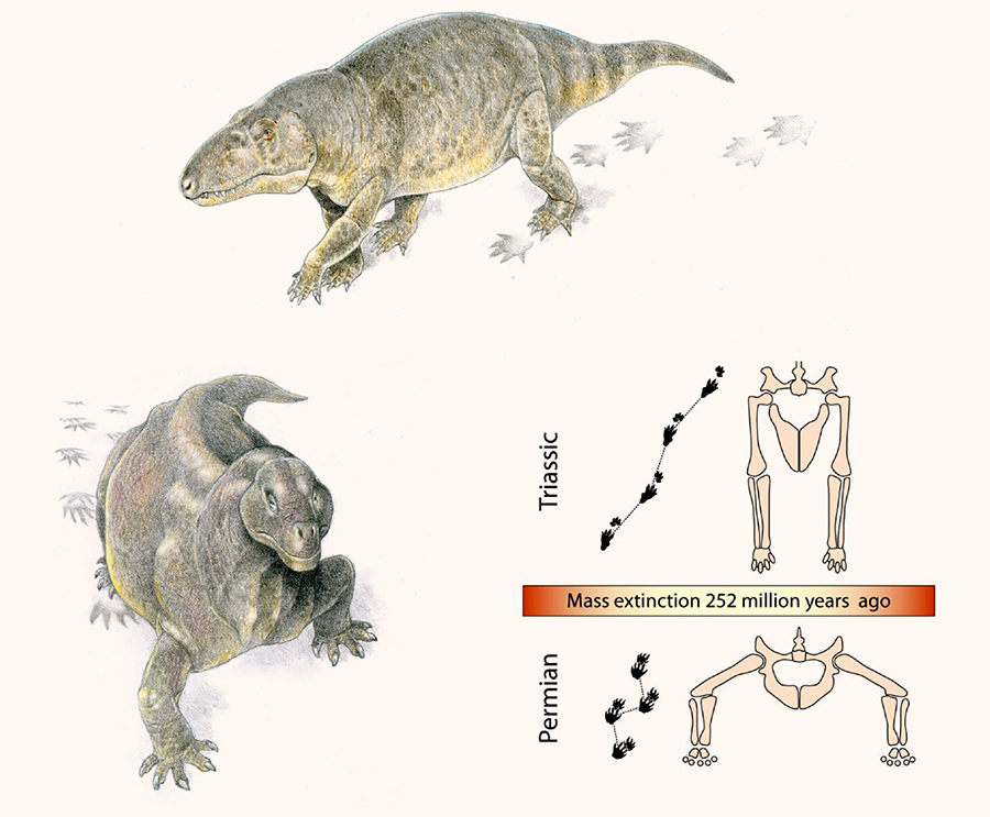 Posture shift at the end of the Permian period, 252 million years ago. Before the crisis, most reptiles had sprawling posture; afterwards they walked upright. This may have been the first sign of a new pace of life in the Triassic. Image credit: Jim Robins, University of Bristol.