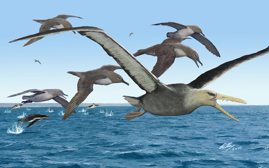 An artist’s depiction of ancient albatrosses harassing a pelagornithid as penguins frolic in the oceans around Antarctica 50 million years ago. Image credit: Brian Choo.