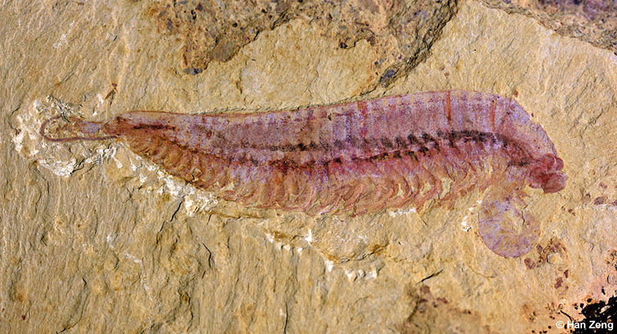 The holotype of Kylinxia zhangi. Image credit: Han Zeng.