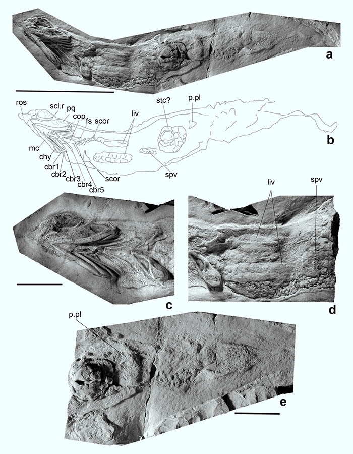 Ferromirum oukherbouchi: (a) photo and (b) line drawing of the specimen; (c) head region including parts of the rostrum, sclerotic ring, mandibular arch, hyoid arch, branchial skeleton and shoulder girdle in ventral view; (d) soft tissue remains, including liver and spiral valves; (e) pelvic and caudal region. Scale bars – 100 mm in (a, b) and 30 mm in (c-e). Abbrevations: chy – ceratohyal, cop – copula, cbr – ceratobranchials, fs – fin spine, liv – liver, mc – Meckel’s cartilage, p.pl – pelvic plate, pq – palatoquadrate, ros – rostrum, scl.r – sclerotic ring, scor – scapulocoracoid, stc – stomach content, spv – spiral valves. Image credit: Frey et al., doi: 10.1038/s42003-020-01394-2.