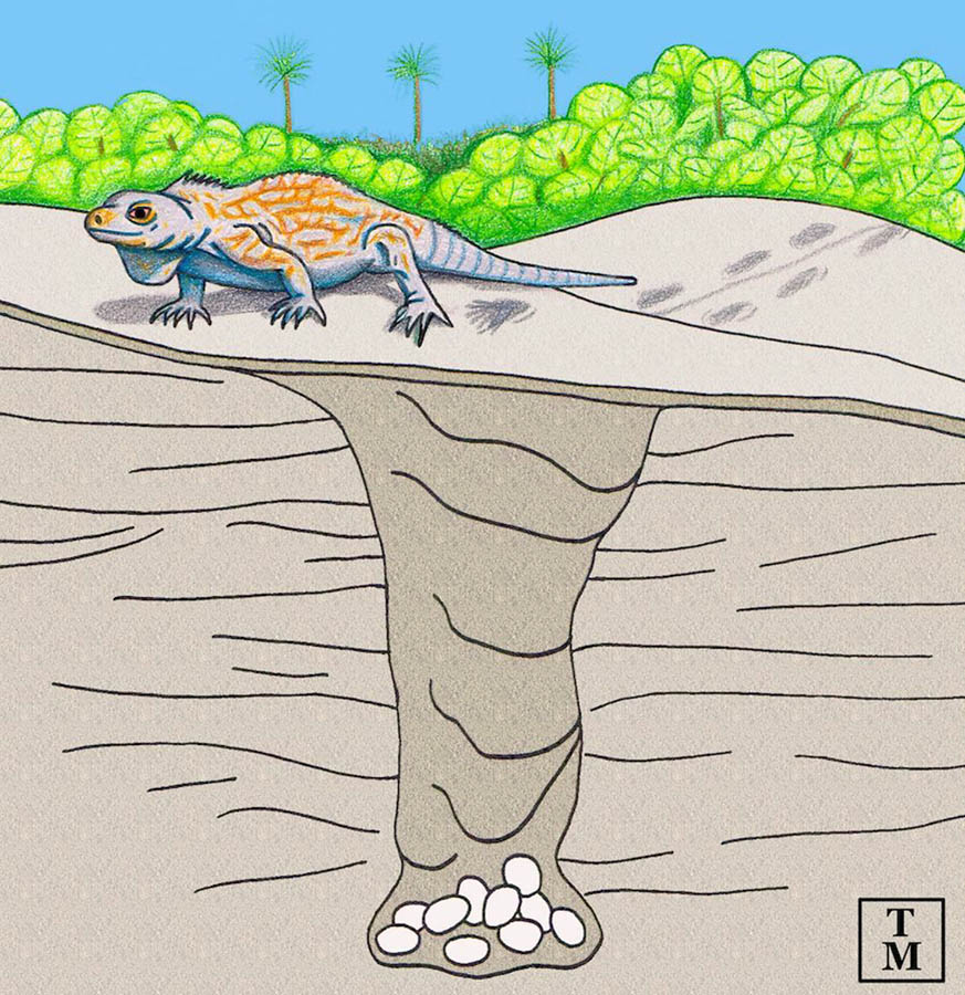 Illustration shows a cross section of the prehistoric iguana burrow, and how the surrounding landscape may have looked during the Late Pleistocene epoch. Image credit: Anthony Martin.
