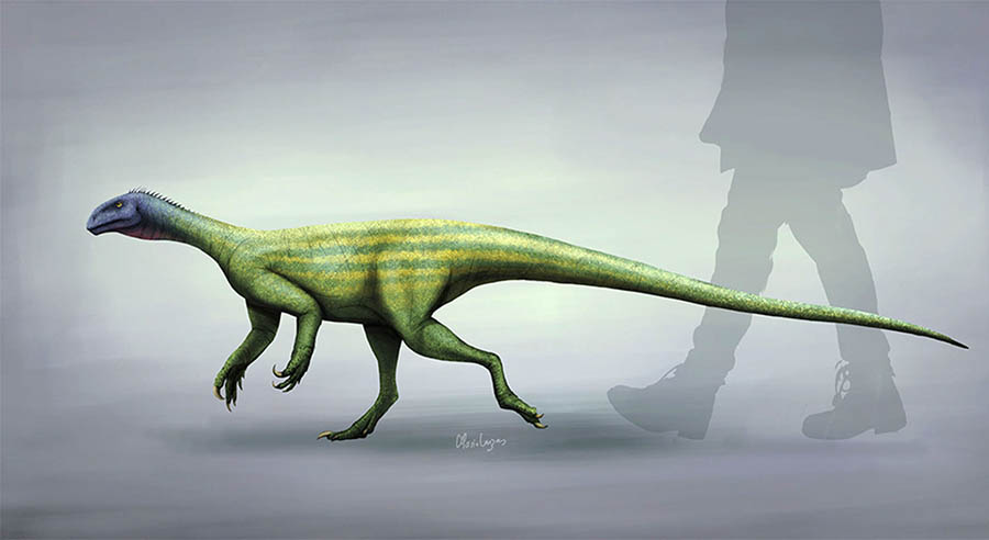 Life restoration of Thecodontosaurus antiquus. Image credit: Mario Lanzas / CC BY-SA 4.0.