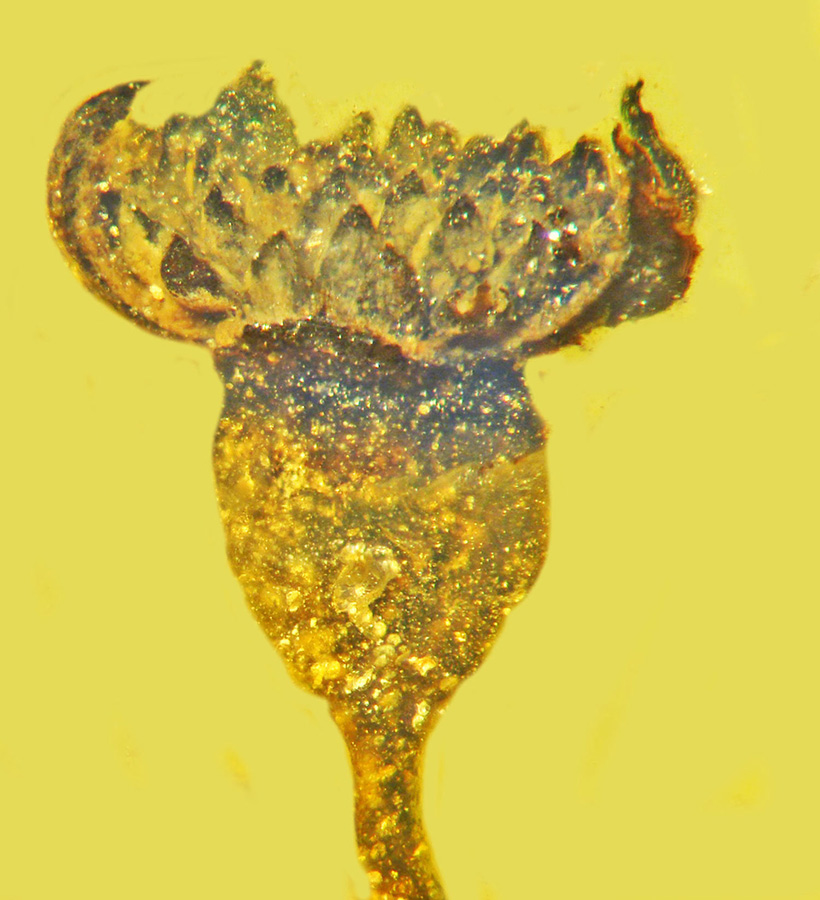 Valviloculus pleristaminis, a species of fossil angiosperm found in 99-million-year-old amber from Myanmar. Image credit: Poinar, Jr. et al., doi: 10.17348/jbrit.v14.i2.1014.