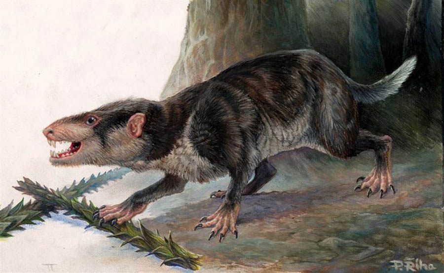 Life restoration of the carnivorous mammal Gobiconodon, a distant relative of Priacodon fruitaensis. Image credit: Pavel Riha / CC BY-SA 3.0.