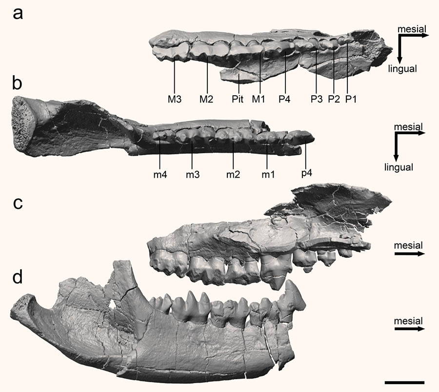Right dentition of Priacodon fruitaensis: (a) upper tooth row in occlusal view; (b) lower tooth row in occlusal view; (c) upper tooth row in lingual view (mirrored for better comparison); (d) lower tooth row in buccal view. Scale bar – 2.5 mm. Image credit: Jäger et al., doi: 10.1038/s41598-020-79159-4.