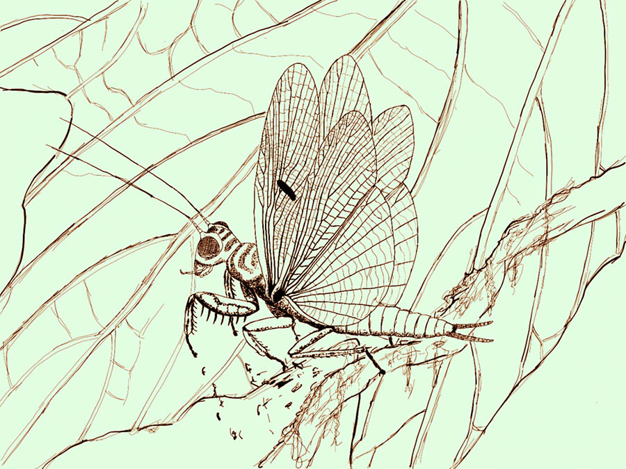 An artist’s interpretation of Labradormantis guilbaulti in liftoff among the leaves of a sycamore tree, Labrador. The interpretation is based on fossils (for the wings) and living and extinct relatives (for the rest of the body). Fossilized sycamore leaves have been found in the same deposits as the mantis wings and show that this new insect species would have lived in a lush warm temperate forest during the Cretaceous period. Image credit: A. Demers-Potvin.