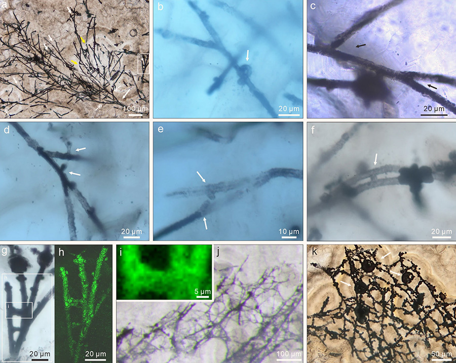 Micrographs of the 635-million-year-old fungus filaments and associated spheres: (a) aggregate of filaments associated with small spheres; filaments are embedded in and sometimes cut by chalcedony botryoids (yellow arrows); note branching filaments (white arrows), ladder-like branching systems (uppermost and rightmost white arrows), and small spheres (double-headed white arrows); (b-d) filaments with multiple orders of branching (e.g., arrows in c); note short lateral branches (arrows in b and d) and small sphere (lower central in c); (e) branching filaments with two short, secondary lateral branches (arrows) approaching toward each other; (f) branching system (arrow); (g) magnification of central right in (a), showing ladder-like branching system and two small spheres coaxially aligned with filaments; (h) micrograph corresponding to larger box in (g); (i) Raman map of pyrite, corresponding to smaller box in (g); (j, k) anastomosed networks of filaments; arrows in (k) denote associated larger spheres. Image credit: Gan et al., doi: 10.1038/s41467-021-20975-1.
