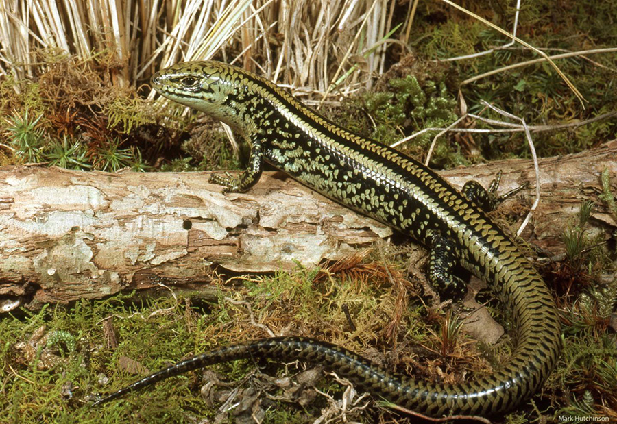 The swamp skink (Lissolepis coventryi), which is probably the living lizard most similar to Proegernia mikebulli. Image credit: Mark Hutchinson, South Australian Museum & Flinders University.