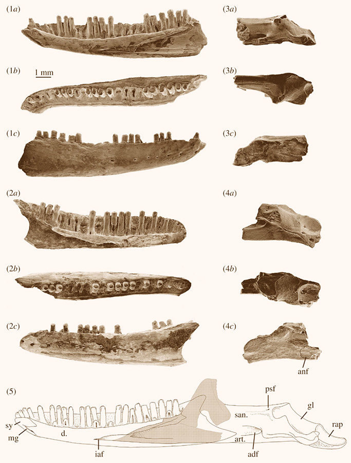 The fossilized remains of Proegernia mikebulli. Abbreviations: adf – adductor fossa; anf – angular facet; art. – articular; d. – dentary; gl – glenoid fossa; iaf – inferior alveolar foramen; mg – Meckel’s groove; psf – posterior surangular foramen; rap – retroarticular process; san. – surangular; and sy – symphysis. Image credit: Thorn et al., doi: 10.1098/rsos.201686.