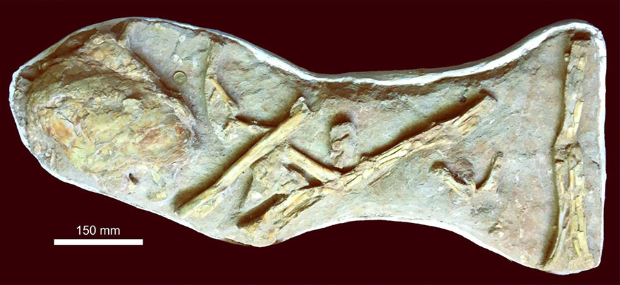 The original slab with the ossified coelacanth lung in close proximity to a series of associated, but disarticulated wing elements of a large, but indeterminate pterosaur. Image credit: University of Portsmouth.