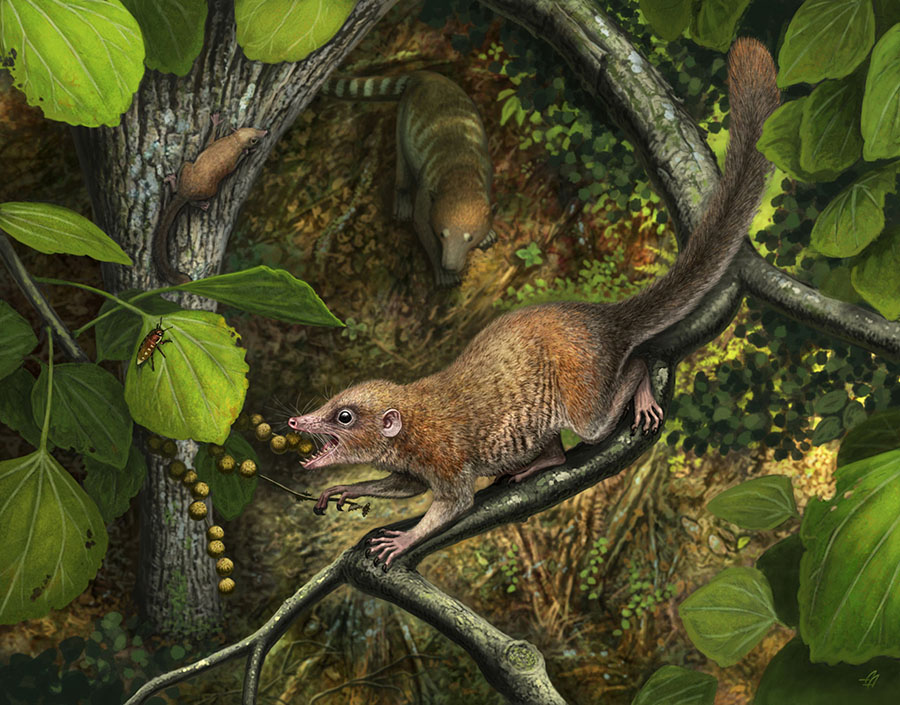Shortly after the end-Cretaceous mass extinction, the earliest known primates, such as Purgatorius mckeeveri shown in the foreground, quickly set themselves apart from their competition — like the archaic ungulate mammal on the forest floor — by specializing in an omnivorous diet including fruit found up in the trees. Image credit: Andrey Atuchin.