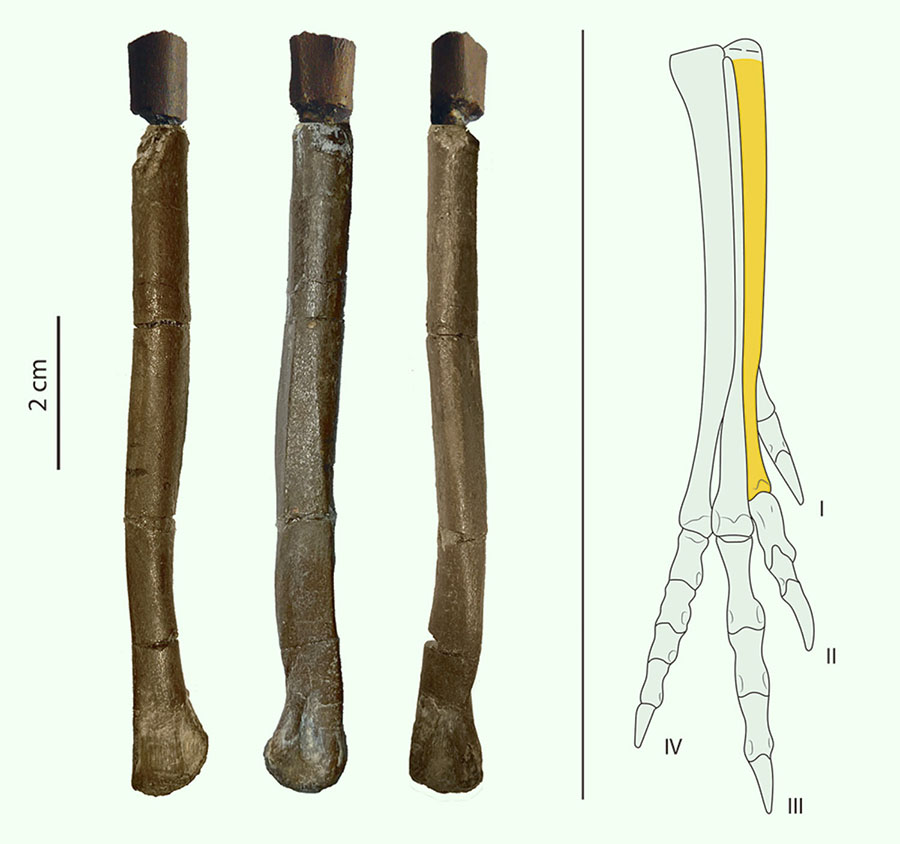 The bone of Tamarro insperatus and its anatomical position. Image credit: Albert G. Sellés / Institut Català de Paleontologia Miquel Crusafont / Museu Conca Dellà.