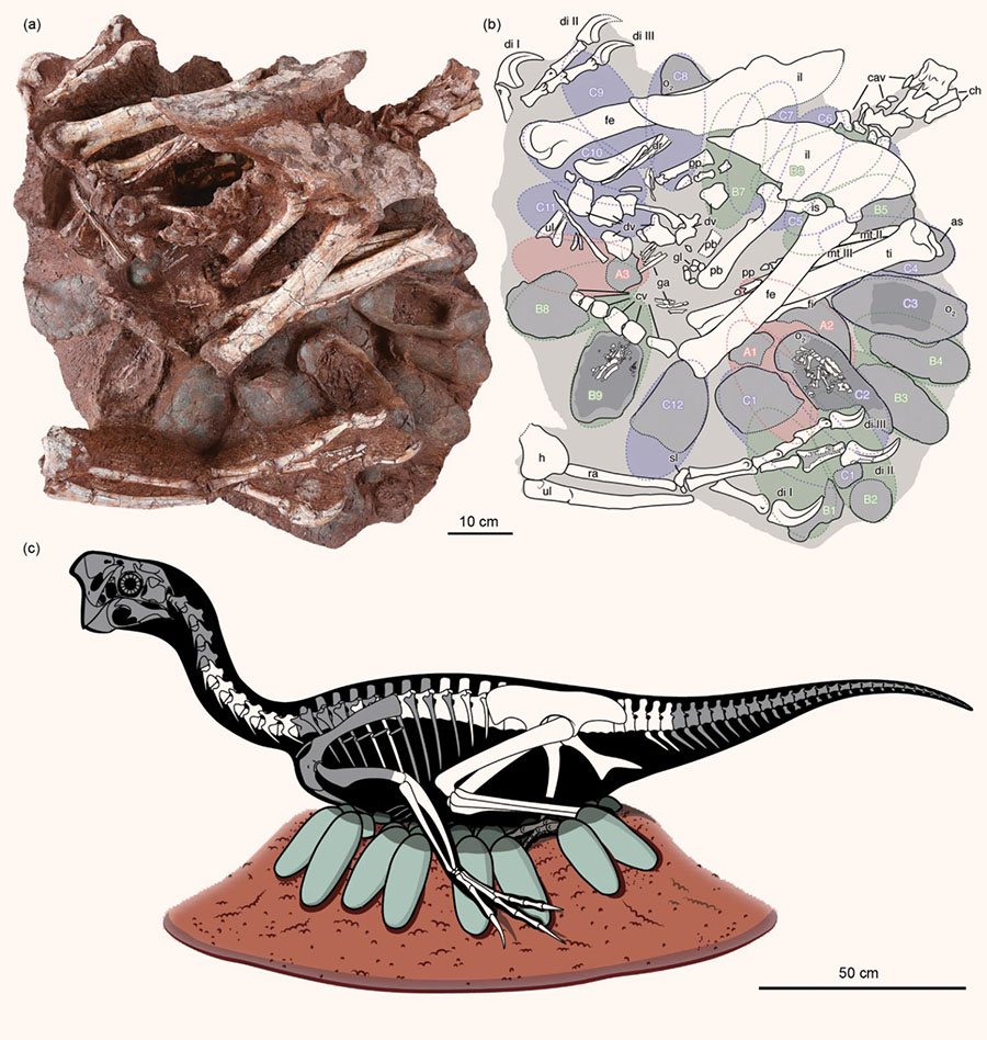 An oviraptorid specimen consisting of an adult skeleton preserved atop an embryo-bearing egg clutch: (a) photograph of the specimen; (b) interpretive drawing with bones and gastroliths in white and eggs color-coded by ring (A, red; B, green; C, blue); (c) restoration (white indicates bones preserved in the adult skeleton). Abbreviations: I – digit I; II – digit II; III – digit III; A# – egg in lowermost ring (A); as – astragalus; B# – egg in middle ring (B); C# – egg in uppermost ring (C); cav – caudal vertebra; ch – chevron; cv – cervical vertebra; di – manual digit; dr – dorsal ribs; dv – dorsal vertebra; em – egg known to preserve embryo; fe – femur; fi – fibula; ga – gastralium; gl – gastroliths; h – humerus; il – ilium; is – ischium; mt – metatarsal; O2 – egg sampled for oxygen isotope analysis; pb – pubis; pp – pedal phalanges; ra – radius; sl – semilunate carpal; ti – tibia; ul – ulna. Note that C11 and C12 are not paired eggs; the eggs that would have been paired with C11 and C12 are probably not preserved, as is the case for some other eggs and skeletal elements. Image credit: Bi et al., doi: 10.1016/j.scib.2020.12.018.
