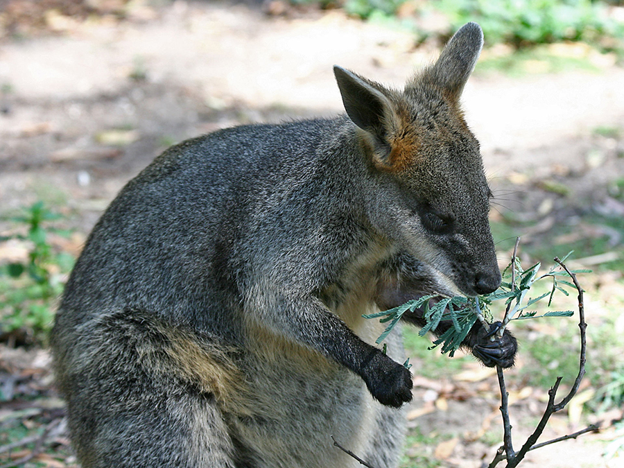 Congruus kitcheneri was adapted to climb through powerful forelimbs and hindlimbs, grasping hands and strongly curved claws. This image shows the living swamp wallaby (Wallabia bicolor). Image credit: John O’Neill / CC BY-SA 3.0.