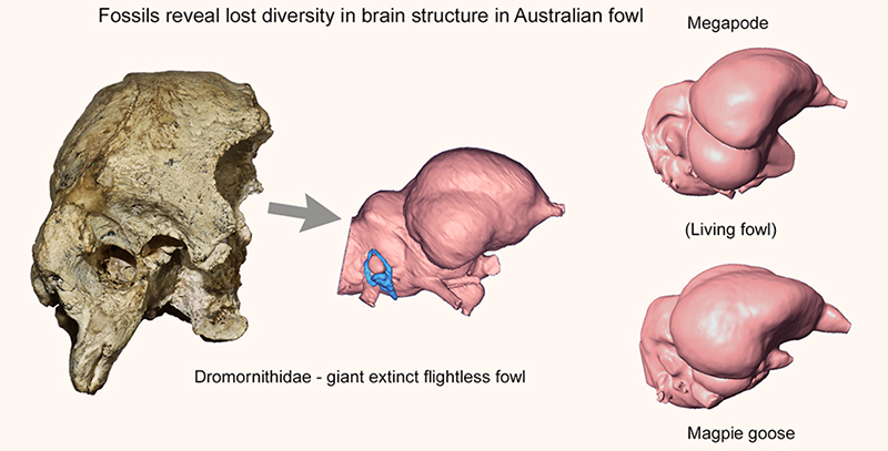 Lost diversity in brain structures of Australian landfowl. Image credit: W. Handley, Flinders University.