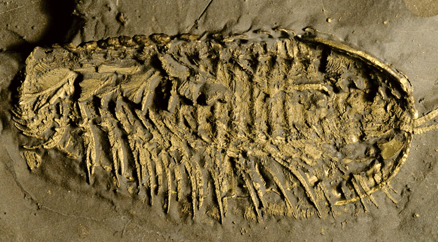 Trilobite fossil preserved in pyrite. Image credit: Jin-Bo Hou / University of California, Riverside.