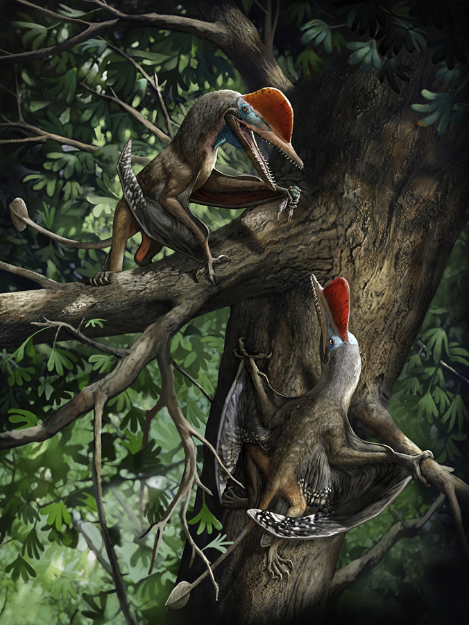 Life reconstruction of Kunpengopterus antipollicatus in the Tiaojishan paleoforest; opposed pollex depicted as being utilized in handling food items (a palaeontinid) and in clinging to trees (a ginkgo). Image credit: Chuang Zhao.