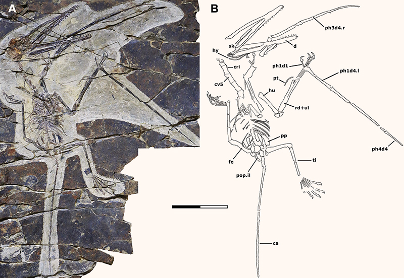 Holotype specimen of Kunpengopterus antipollicatus (A) and a schematic skeletal drawing (B). Scale bar – 50 mm. Abbreviations: ca – caudal series, cri – cervical rib, cv – cervical vertebra, d – digit, de – dentary, fe – femur, hu – humerus, hy – hyoid apparatus, mc – metacarpal, ph – phalanx, pop.il – postacetabular process of the illium, pp – prepubis, pt – pteroid, rd – radius, sk – skull, ti – tibia, ul – ulna. Image credit: Zhou et al., doi: 10.1016/j.cub.2021.03.030.
