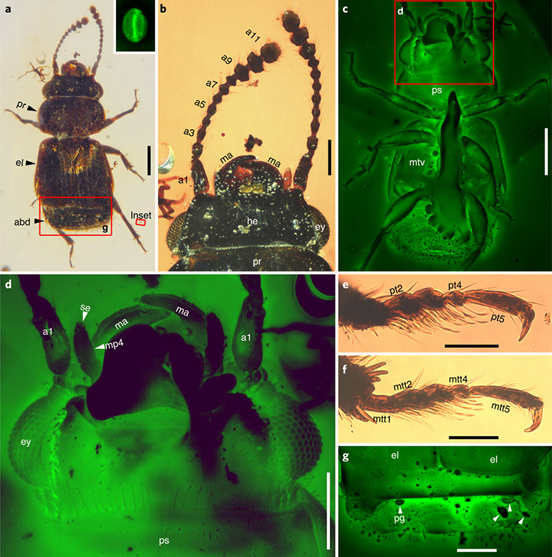 Photomicrographs of Pelretes vivificus from mid-Cretaceous Burmese amber: (a) habitus, dorsal view, with inset highlighting a Tricolpopollenites pollen grain; (b) head of Pelretes vivificus, dorsal view; (c) habitus, ventral view; (d) head of Pelretes vivificus, ventral view (area indicated in c); (e) protarsus of Pelretes vivificus; (f) metatarsus of Pelretes vivificus; (g) abdominal apex of Pelretes vivificus, dorsal view (area indicated in a), with arrowheads highlighting pollen grains. Abbreviations: a1–11 – antennomeres 1–11; abd – abdomen; el – elytra; ey – eye; he – head; ma – mandibles; mp4 – maxillary palpomere 4; mtt1–5 – metatarsomeres 1–5; pg – pollen grain; mtv – metaventrite; pr – pronotum; ps – prosternum; pt2, 4 and 5 – protarsomeres 2, 4 and 5; se – sensory cell. The images in a, b, e and f were obtained under normal reflected light; the others were obtained under confocal laser scanning microscopy. Scale bars – 200 μm in a and c; 100 μm in b, d and g; 50 μm in e and f. Image credit: Tihelka et al., doi: 10.1038/s41477-021-00893-2.