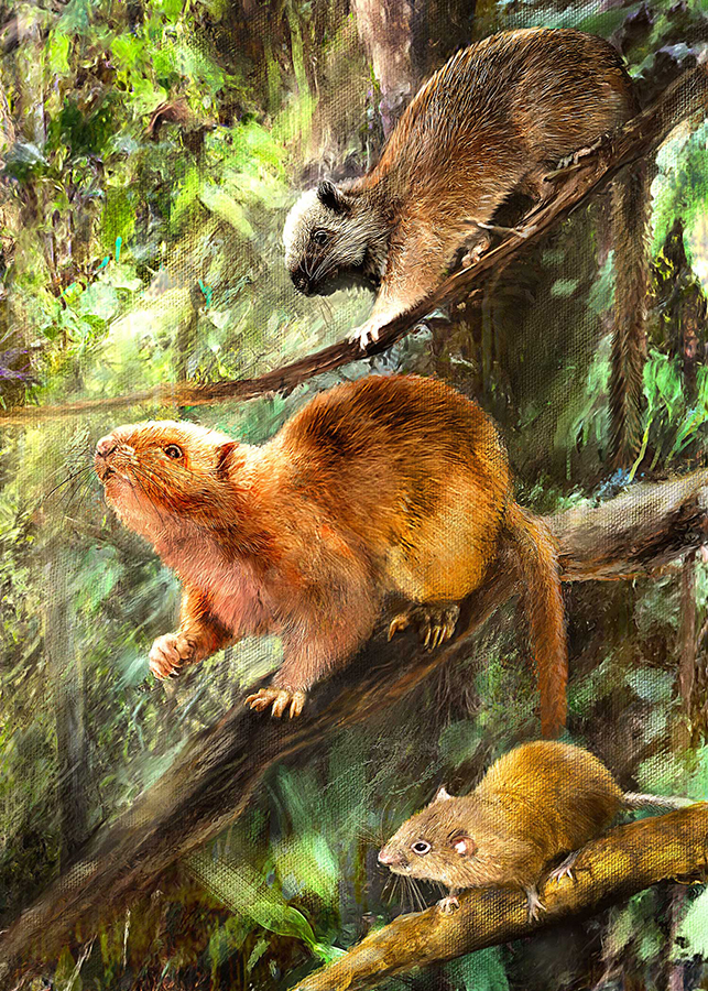 Illustration showing how Crateromys ballik, Carpomys dakal and Batomys cagayanensis might have looked. Image credit: Velizar Simeonovski, Field Museum.