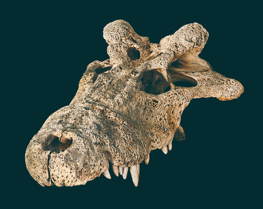 A skull of Voay robustus collected at Ampoza during the joint Mission Franco-Anglo-American expedition from 1927-1930. Image credit: Hekkala et al., doi: 10.1038/s42003-021-02017-0.