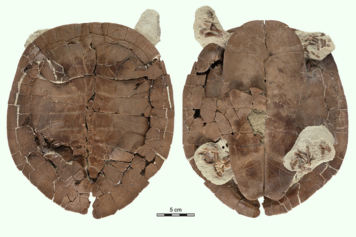 The fossilized shell of Sahonachelys mailakavava. Image credit: Joyce et al., doi: 10.1098/rsos.210098.