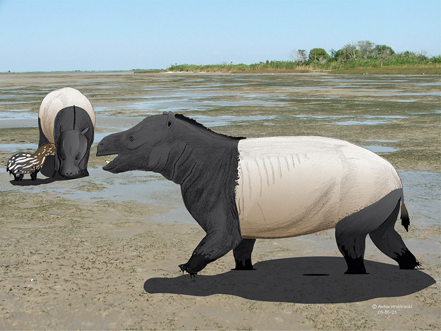 A reconstruction of brown-bear-sized mammals that made thousands of tracks in a 58-million-year-old brackish water lagoon in what is now southern Wyoming, the United States. Image credit: Anton Wroblewski.