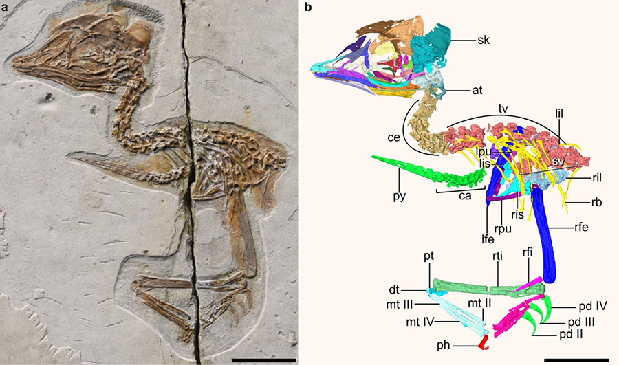 The Early Cretaceous enantiornithine bird from Liaoning province, China: (a) photograph; (b) digital reconstruction. Abbreviations: at – atlas, ca – caudal vertebrae, ce – cervical vertebrae, dt – distal tarsals, lfe – left femur, lil – left ilium, lis – left ischium, lpu – left pubis, mt II-IV – metatarsals II to IV, pd II-IV – pedal digits II to IV, ph – proximal phalanx of hallux, pt – proximal tarsals, py – pygostyle, rb – rib, rfe – right femur, rfi – right fibula, ril – right ilium, ris – right ischium, rpu – right pubis, rti – right tibia, sk – skull, sv – sacral vertebra, tv – thoracic vertebrae. Scale bars – 10 mm. Image credit: Wang et al., doi: 10.1038/s41467-021-24147-z.