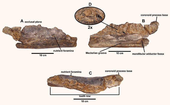 The right dentary of Portellsaurus sosbaynati: (A) labial, (B) lingual, and (C) occlusal views, (D) enlargement (2x) of a dental crown fragment at the tooth row. Scale bar – 10 cm. Image credit: Santos-Cubedo et al., doi: 10.1371/journal.pone.0253599.