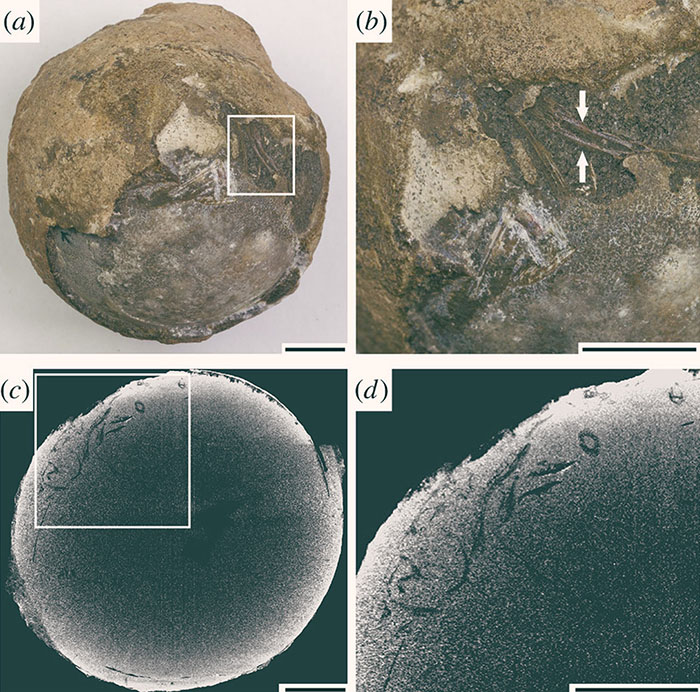 Photographs and CT images of the nanhsiungchelyid egg from the Xiaguan Formation, China: (a) macromorphological photograph; part of its external surface was broken; (b) enlarged image of the white box in (a), showing exposed embryonic bones; (c) CT image showing the interior embryonic bones; (d) enlarged image of the white box in (c), showing a closer up of embryonic remains. Scale bars – 10 mm. Image credit: Ke et al., doi: 10.1098/rspb.2021.1239.