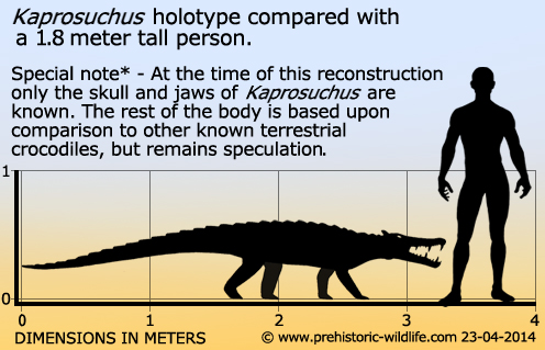 Size of Kaprosuchus by prehistoric-wildlife.com