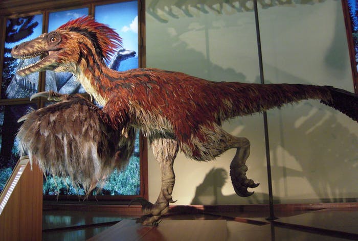 Live reconstruction of Deinonychus in the Natural History Museum Vienna by Stephen Czerkas.